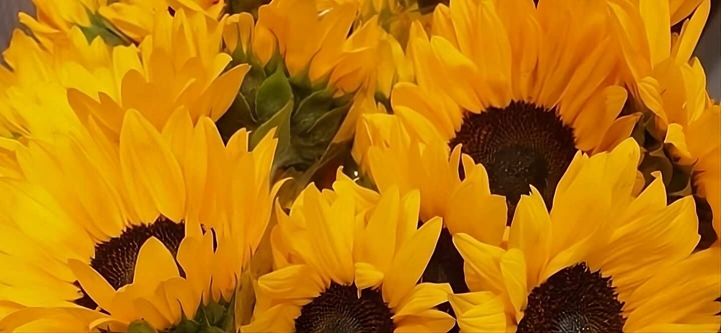 Zonnebloemen